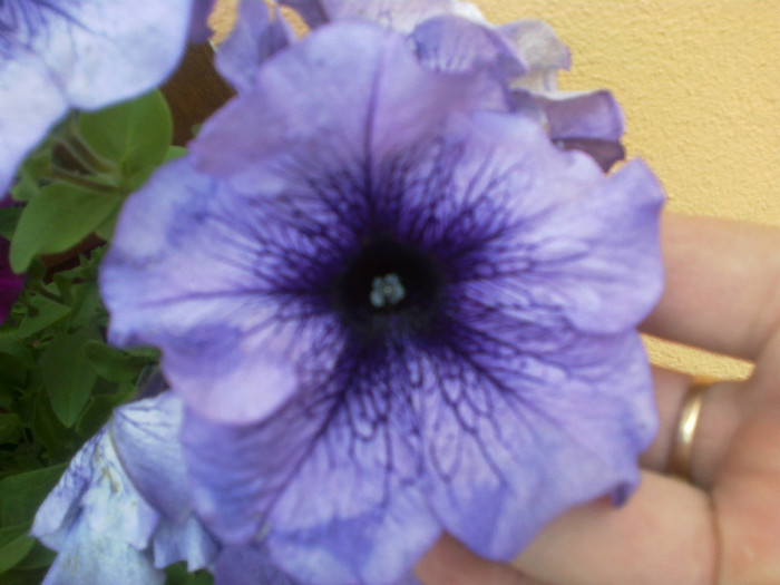 03062012669 - gradina