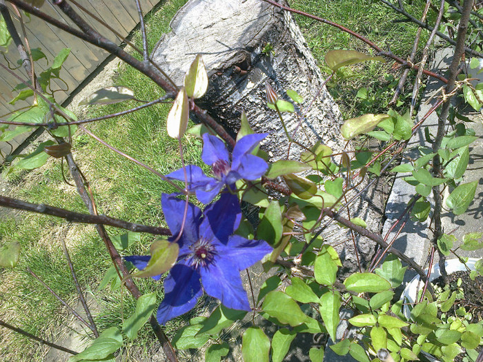 03062012670 - gradina