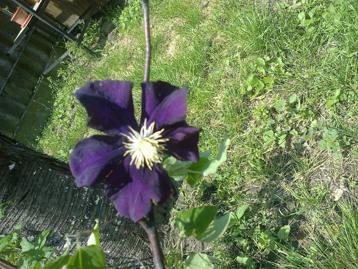 03062012675 - gradina