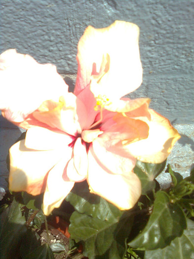 Clau^^2248 - hibiscusi 2012