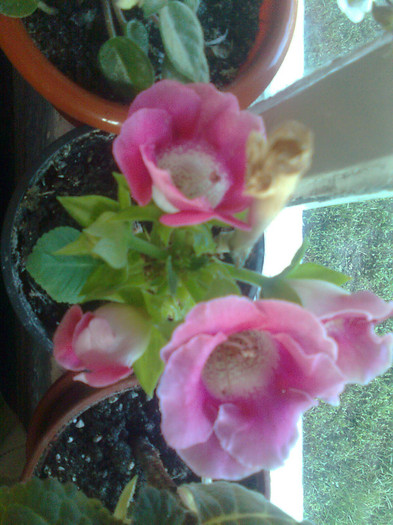 Clau^^2237 - gloxinia 2012