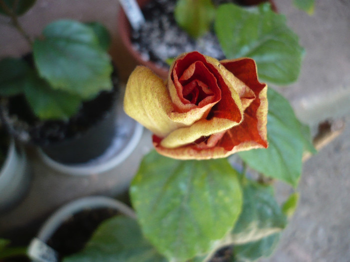 P1140264