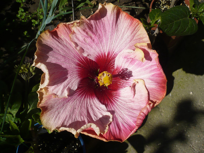 P1140266