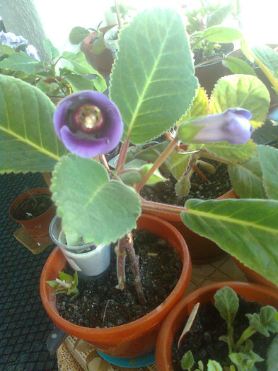 Clau^^2236 - gloxinia 2012