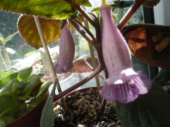 P1140271