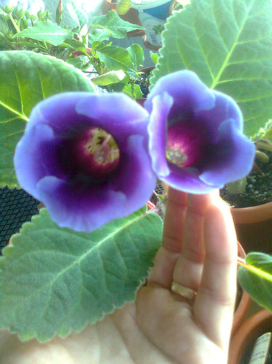 Clau^^2246 - gloxinia 2012