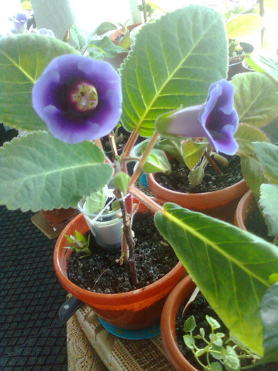 Clau^^2247 - gloxinia 2012