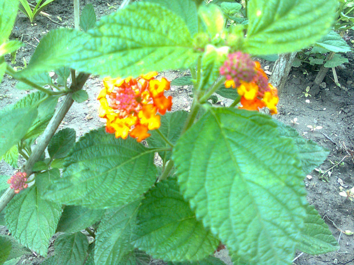 lantana