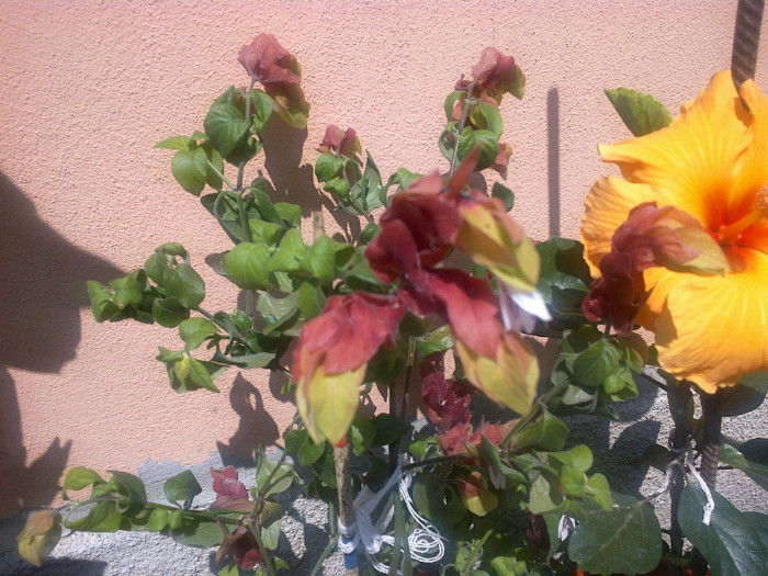 kim langa beloperone - hibiscus