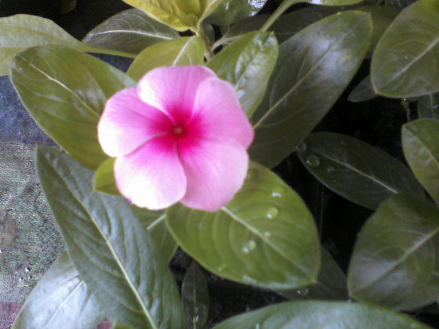 P03-06-12_12.10[3] - vinca sunstorm blush