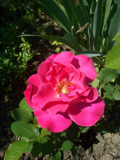 CIMG5385 - trandafiri 2012