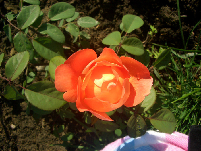 Lady Emma Hamilton • AUSbrother - (Shrub.  English Rose Collection)
