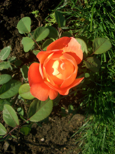 CIMG5351 - trandafiri 2012