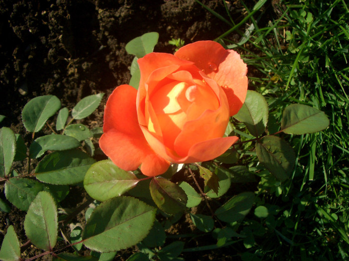 CIMG5352 - trandafiri 2012