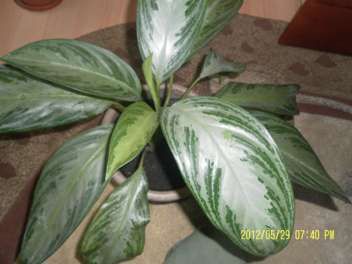 SAM_4062 - aglaonema