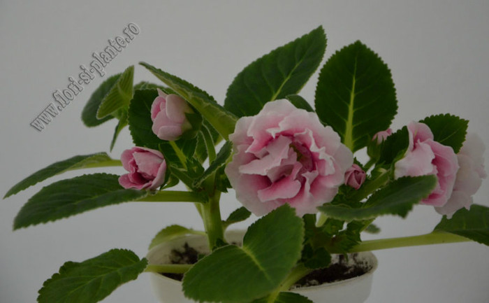 Gloxinia_mini roz  degrade involt - GLOXINIA _ SINNINGIA