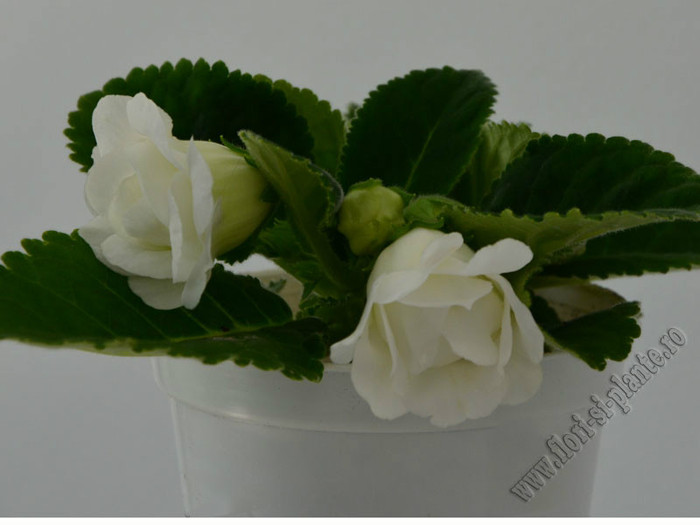 Gloxinia Madonna - GLOXINIA _ SINNINGIA