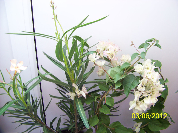 329_6598 - achizitii expo flora 2012 si nu numai
