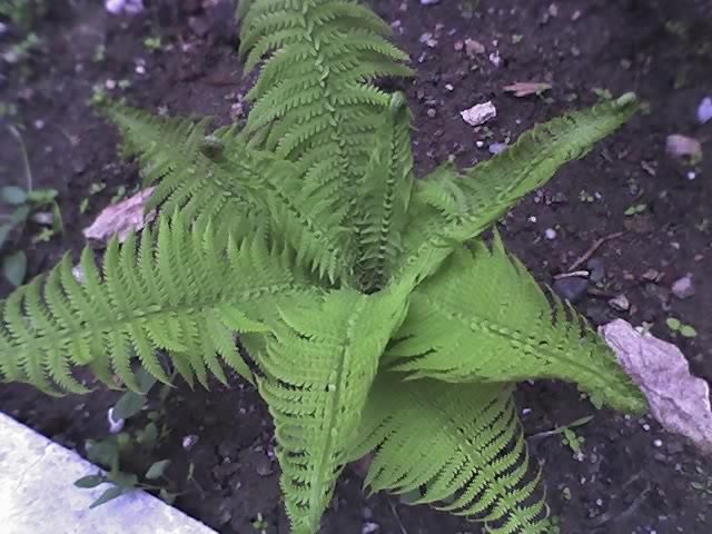 02-06-12_feriga plantata de 2 sapt.