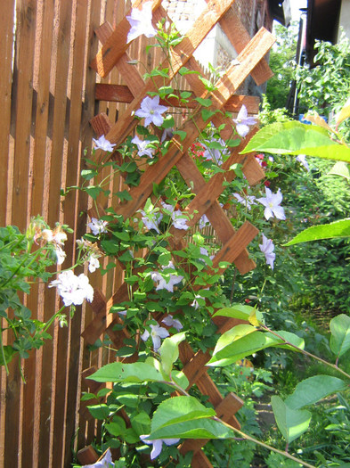 Blue angel - 2012 Clematis