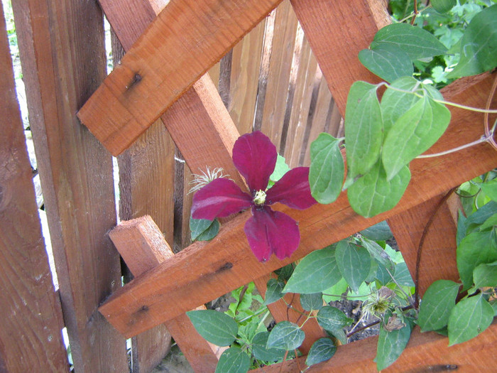 Niobe - 2012 Clematis