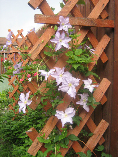 Blue angel - 2012 Clematis