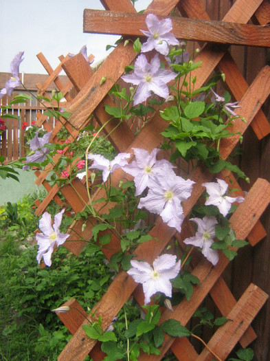 Blue angel - 2012 Clematis