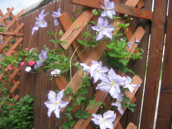 Blue angel - 2012 Clematis