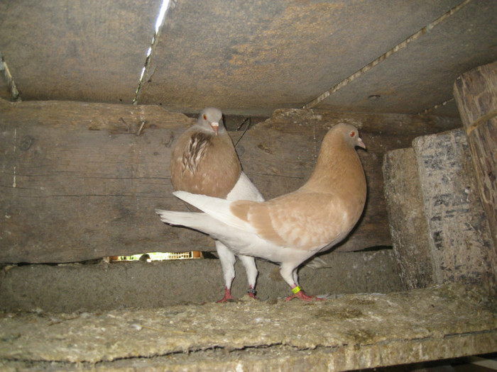 IMG_4254 - Boar Viorel