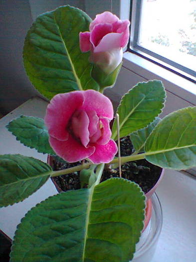 Gloxinia