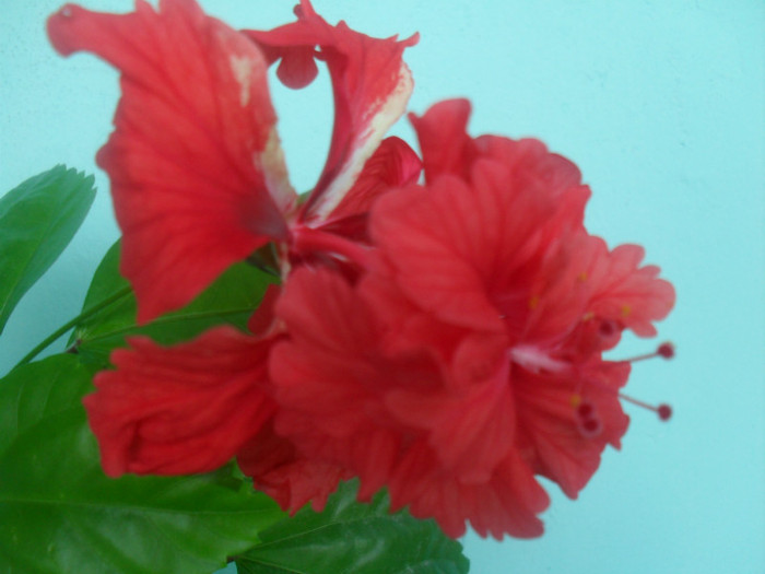 SDC17876 - HIBISCUS EL CAPITOLIO RED  2012