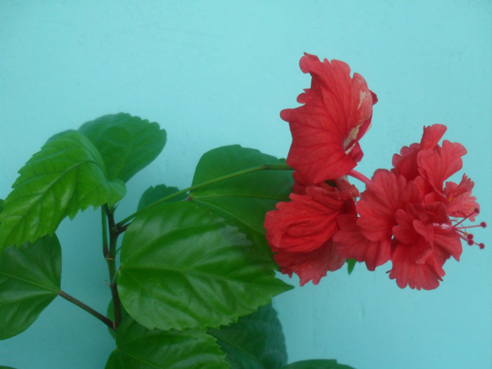 SDC17878 - HIBISCUS EL CAPITOLIO RED  2012