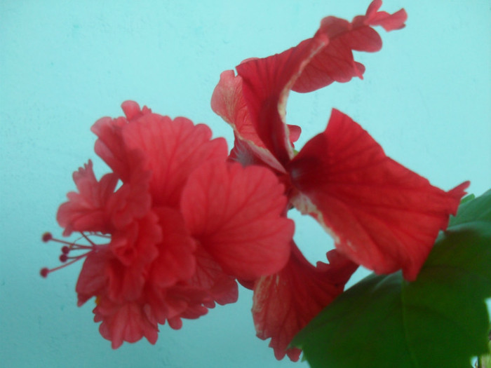 SDC17879 - HIBISCUS EL CAPITOLIO RED  2012