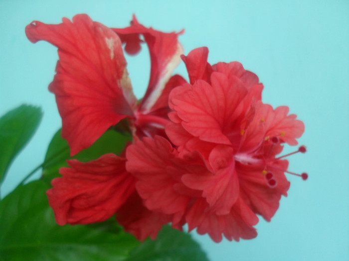 SDC17882 - HIBISCUS EL CAPITOLIO RED  2012