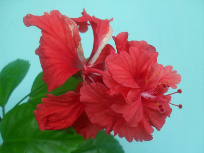 SDC17883 - HIBISCUS EL CAPITOLIO RED  2012