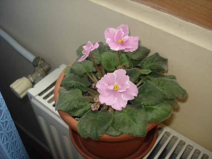 2.06.2012 - flori - violete 2012