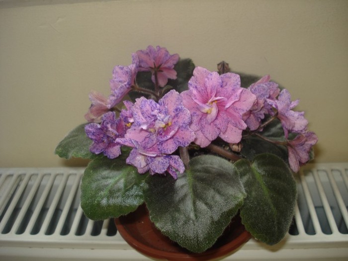2.06.2012 - flori - violete 2012