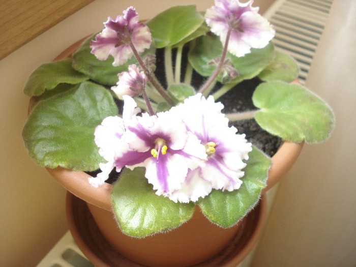 2.06.2012 - flori - violete 2012