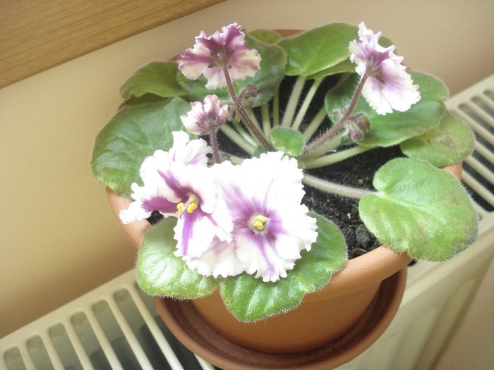 2.06.2012 - flori - violete 2012