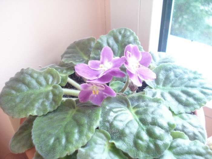 2.06.2012 - flori - violete 2012