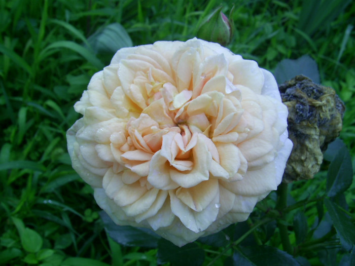 02.06.2012 (28) - Garden of roses