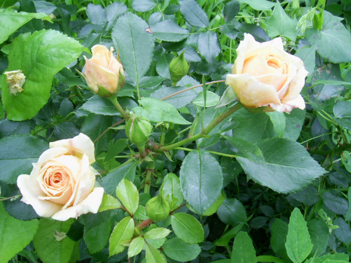 02.06.2012 (308) - Garden of roses