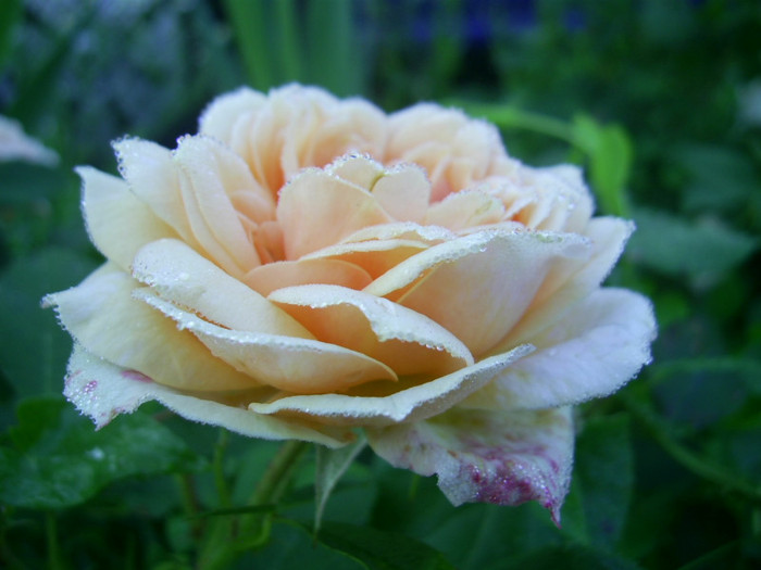 03.06.2012 (11) - Garden of roses