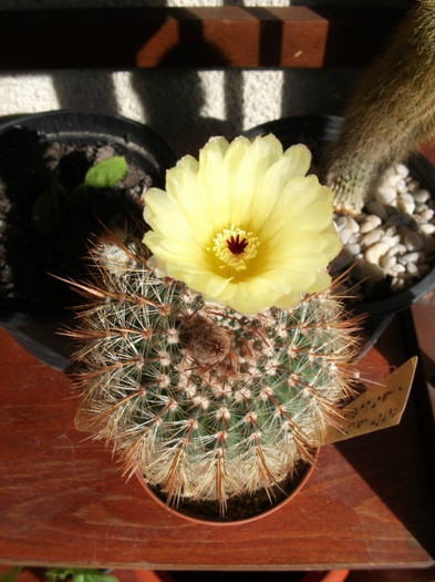Picture 036 - Cactusi