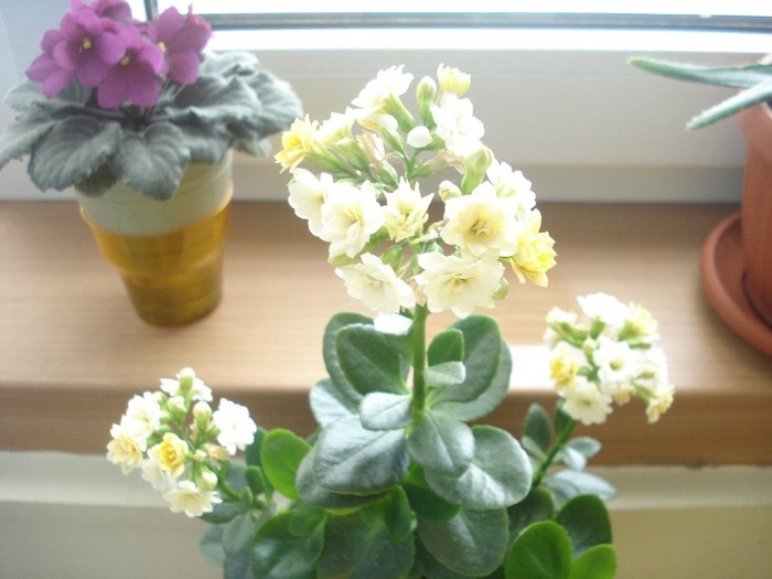 2.06.2012 - kalanchoe  2012