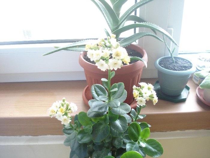 2.06.2012 - kalanchoe  2012