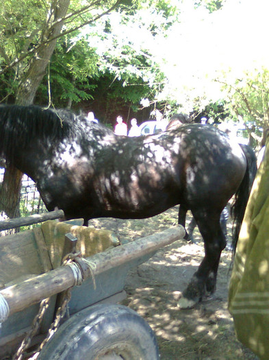 Fotografie0863 - FESTIVALUL ECVESTRU 2012 RASNOV