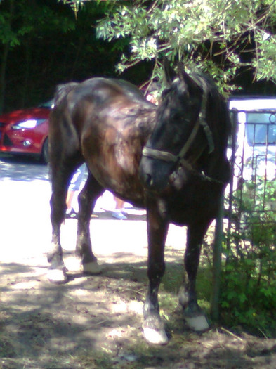 Fotografie0864 - FESTIVALUL ECVESTRU 2012 RASNOV