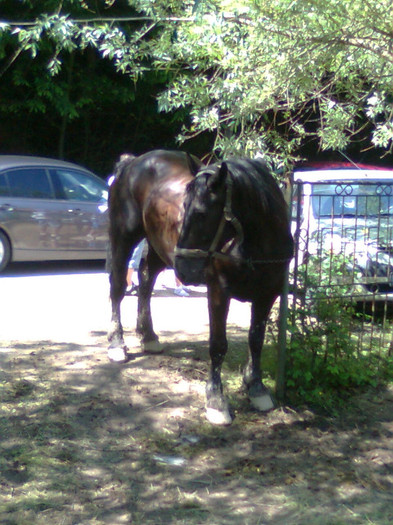 Fotografie0865 - FESTIVALUL ECVESTRU 2012 RASNOV