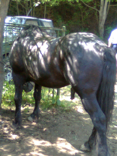 Fotografie0866 - FESTIVALUL ECVESTRU 2012 RASNOV